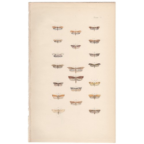 Morris 1872 antique moth print