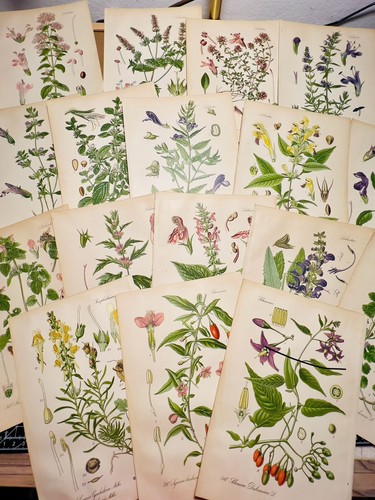 Set antique botanical - of, 3