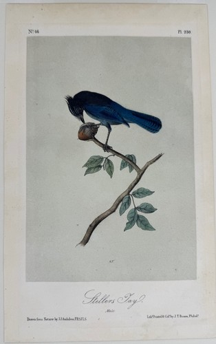 John james audubon steller - john,