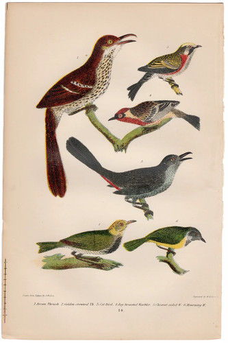 Wilson antique bird print - , 1876